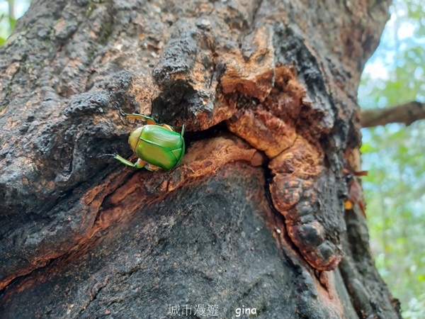 【台中和平】台灣百大必訪步道~谷關七雄-東卯山步道 【台中和平】台灣百大必訪步道~谷關七雄-東卯山步道