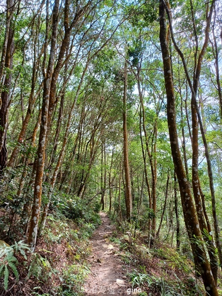 【台中和平】台灣百大必訪步道~谷關七雄-東卯山步道