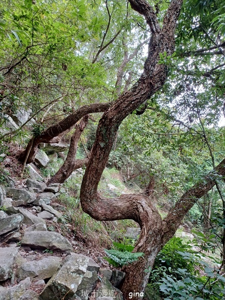 【台中和平】台灣百大必訪步道~谷關七雄-東卯山步道 【台中和平】台灣百大必訪步道~谷關七雄-東卯山步道