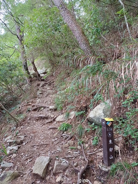 【台中和平】台灣百大必訪步道~谷關七雄-東卯山步道