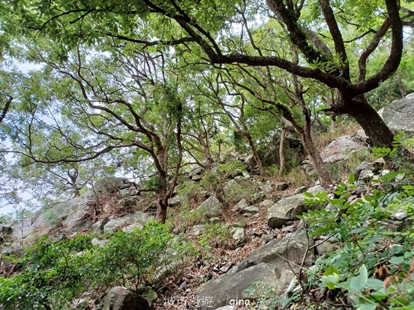 【台中和平】台灣百大必訪步道~谷關七雄-東卯山步道 【台中和平】台灣百大必訪步道~谷關七雄-東卯山步道