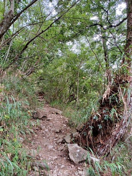 【台中和平】台灣百大必訪步道~谷關七雄-東卯山步道 【台中和平】台灣百大必訪步道~谷關七雄-東卯山步道
