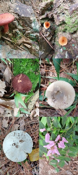 【台中和平】台灣百大必訪步道~谷關七雄-東卯山步道 【台中和平】台灣百大必訪步道~谷關七雄-東卯山步道