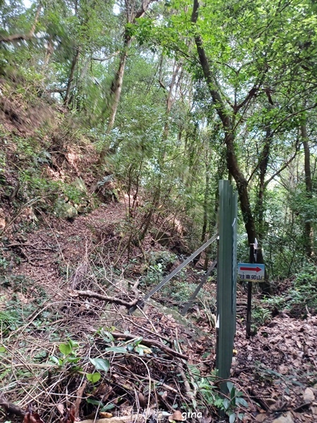 【台中和平】台灣百大必訪步道~谷關七雄-東卯山步道