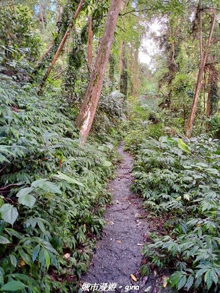 【台中和平】谷關七雄~白毛山步道~