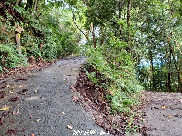 【台中和平】谷關七雄~白毛山步道~