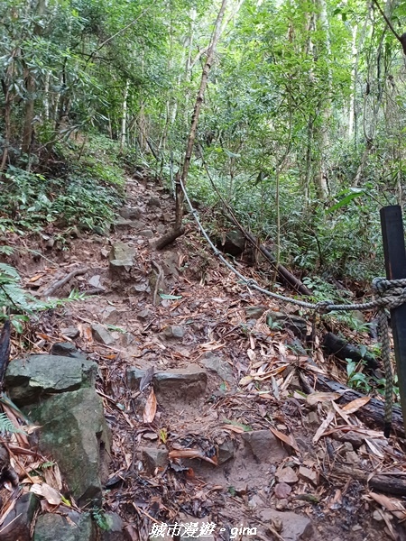 【台中和平】谷關七雄~白毛山步道~