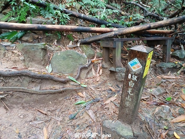 【台中和平】谷關七雄~白毛山步道~