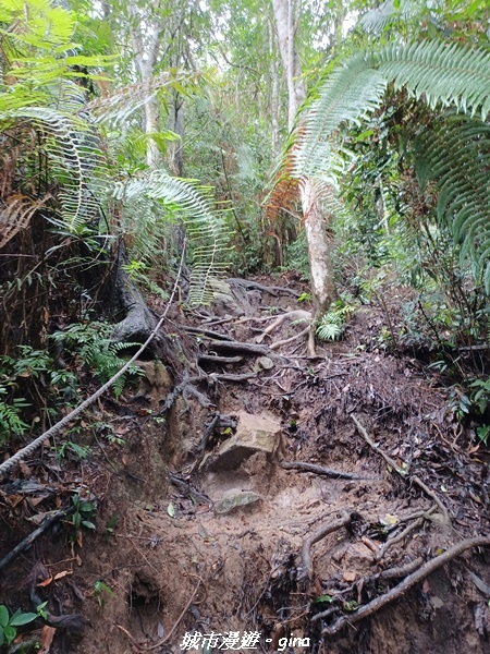 【台中和平】谷關七雄~白毛山步道~