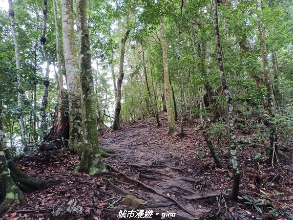 【台中和平】谷關七雄~白毛山步道~