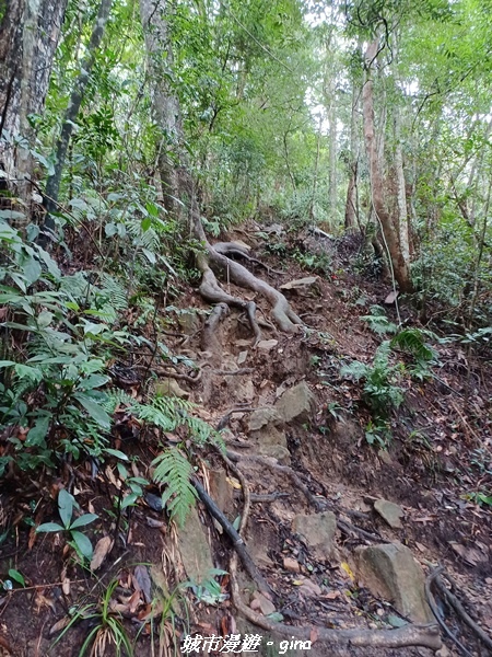 【台中和平】谷關七雄~白毛山步道~