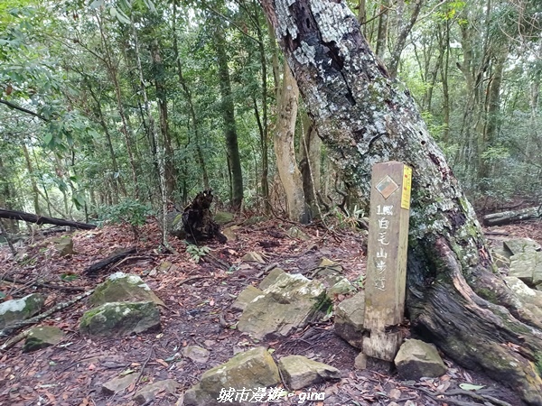 【台中和平】谷關七雄~白毛山步道~