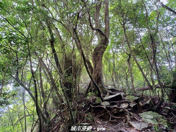 【台中和平】谷關七雄~白毛山步道~