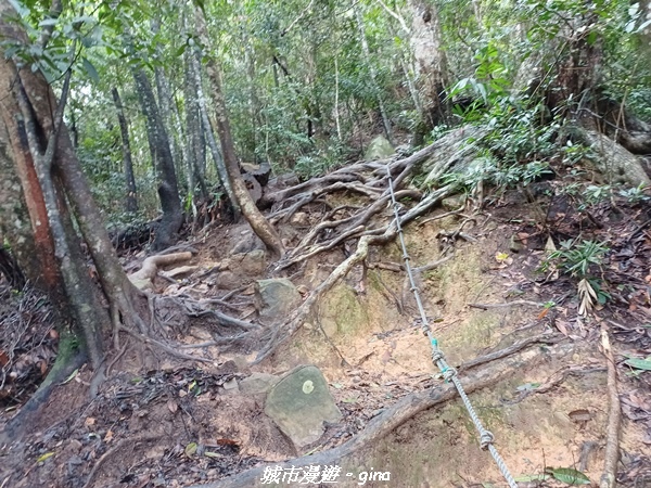 【台中和平】谷關七雄~白毛山步道~