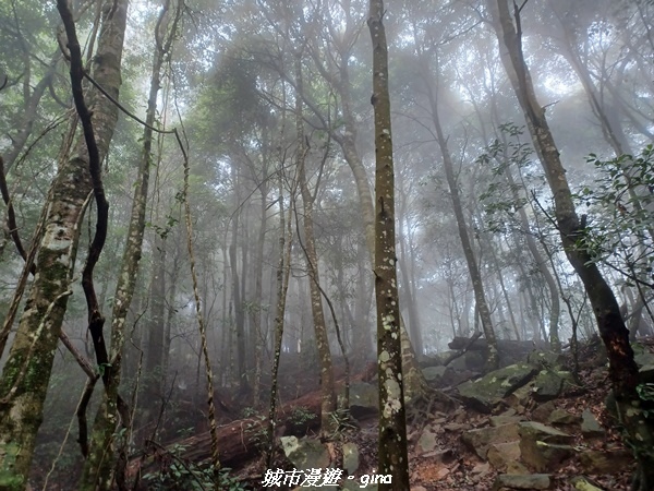 【台中和平】谷關七雄~白毛山步道~