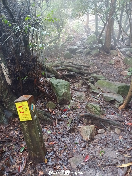 【台中和平】谷關七雄~白毛山步道~