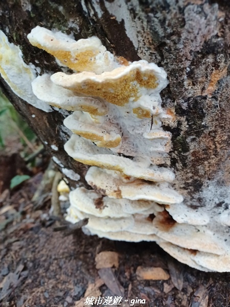 【台中和平】谷關七雄~白毛山步道~
