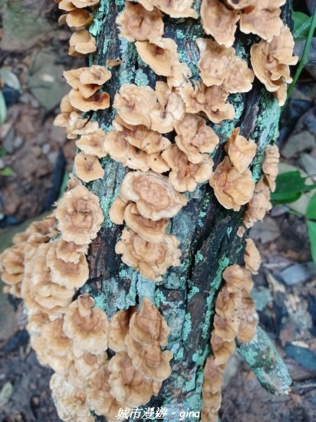 【台中和平】谷關七雄~白毛山步道~