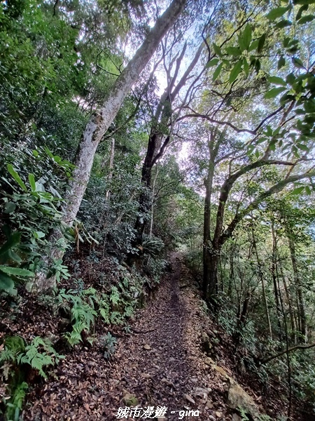 【台中和平】谷關七雄~馬崙山步道