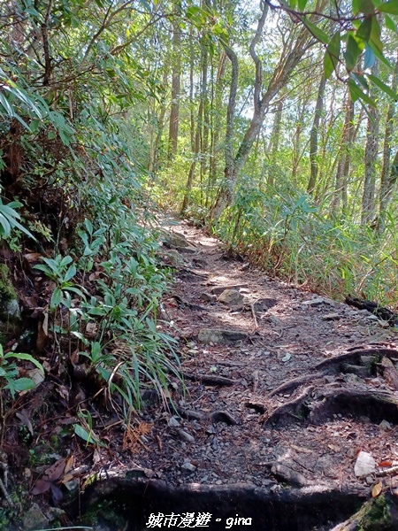 【台中和平】谷關七雄~馬崙山步道