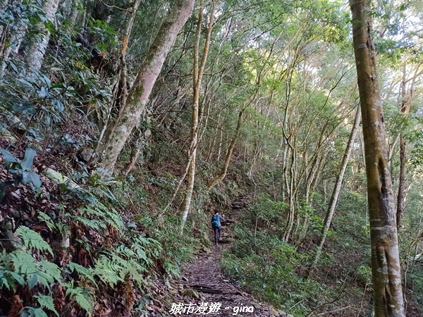 【台中和平】谷關七雄~馬崙山步道