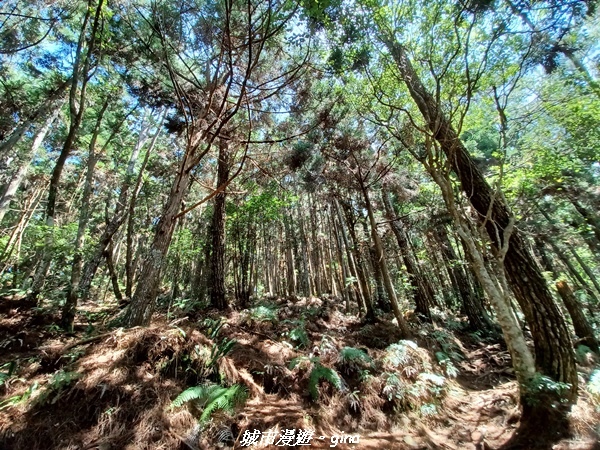 【台中和平】谷關七雄~馬崙山步道