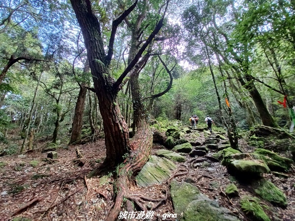 【台中和平】谷關七雄~馬崙山步道