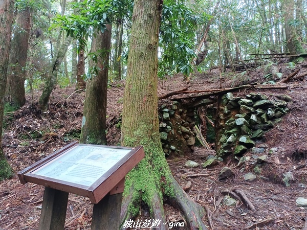 【台中和平】谷關七雄~馬崙山步道