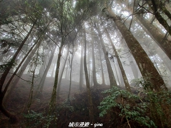 【台中和平】谷關七雄~馬崙山步道