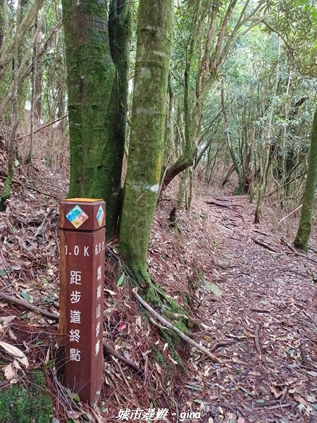 【台中和平】谷關七雄~馬崙山步道