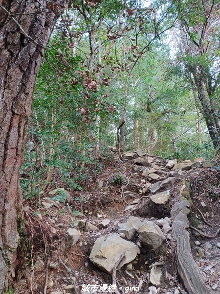 【台中和平】谷關七雄~馬崙山步道