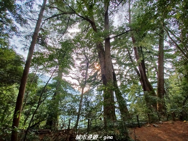 【台中和平】谷關七雄~馬崙山步道