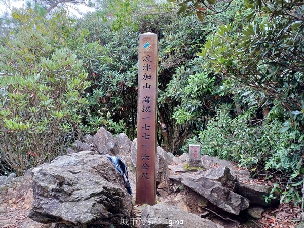 【台中和平】谷關七雄~波津加步道(大雪山線)