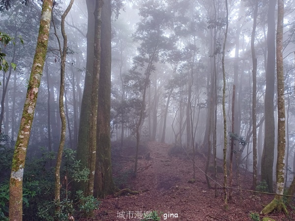 【台中和平】霧鎖山林。 谷關七雄~屋我尾山(大雪山線)