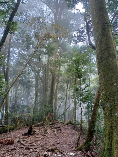 【台中和平】霧鎖山林。 谷關七雄~屋我尾山(大雪山線)