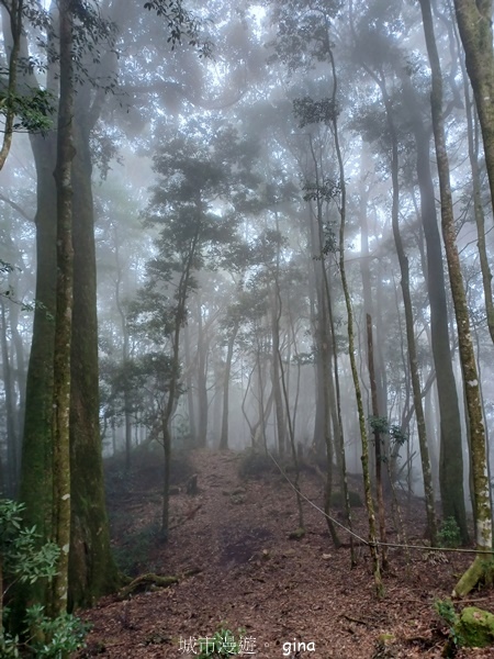 【台中和平】霧鎖山林。 谷關七雄~屋我尾山(大雪山線) 【台中和平】霧鎖山林。 谷關七雄~屋我尾山(大雪山線)