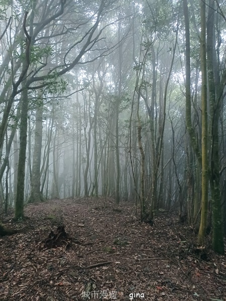 【台中和平】霧鎖山林。 谷關七雄~屋我尾山(大雪山線) 【台中和平】霧鎖山林。 谷關七雄~屋我尾山(大雪山線)