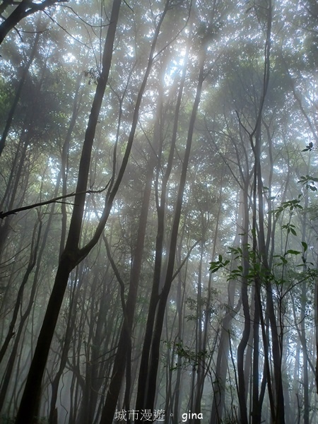 【台中和平】霧鎖山林。 谷關七雄~屋我尾山(大雪山線) 【台中和平】霧鎖山林。 谷關七雄~屋我尾山(大雪山線)