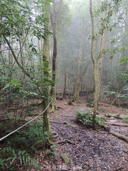 【台中和平】霧鎖山林。 谷關七雄~屋我尾山(大雪山線) 【台中和平】霧鎖山林。 谷關七雄~屋我尾山(大雪山線)