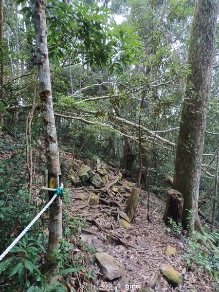 【台中和平】霧鎖山林。 谷關七雄~屋我尾山(大雪山線)