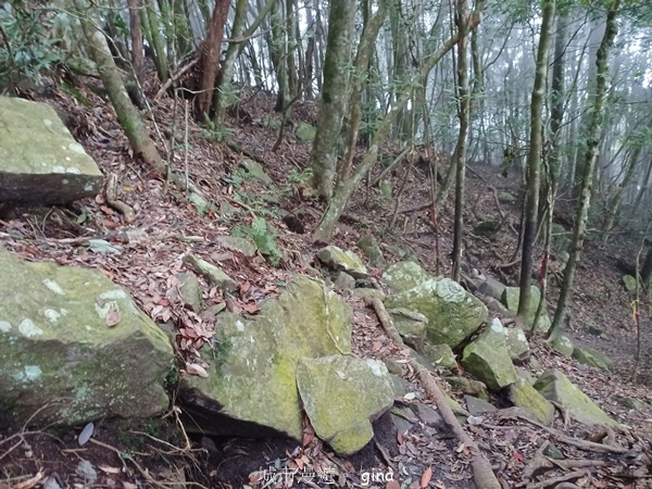 【台中和平】霧鎖山林。 谷關七雄~屋我尾山(大雪山線) 【台中和平】霧鎖山林。 谷關七雄~屋我尾山(大雪山線)