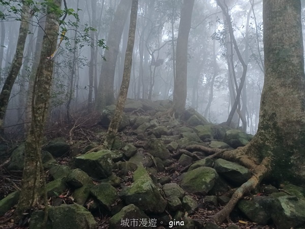 【台中和平】霧鎖山林。 谷關七雄~屋我尾山(大雪山線) 【台中和平】霧鎖山林。 谷關七雄~屋我尾山(大雪山線)