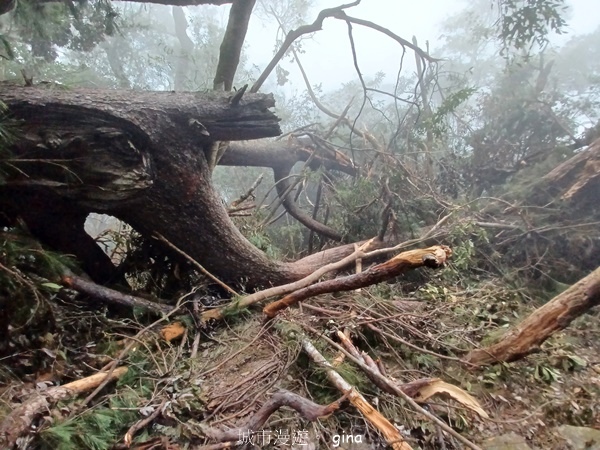 【台中和平】霧鎖山林。 谷關七雄~屋我尾山(大雪山線) 【台中和平】霧鎖山林。 谷關七雄~屋我尾山(大雪山線)