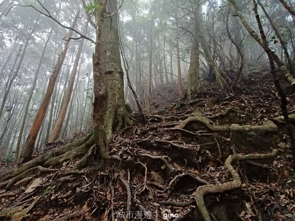 【台中和平】霧鎖山林。 谷關七雄~屋我尾山(大雪山線)