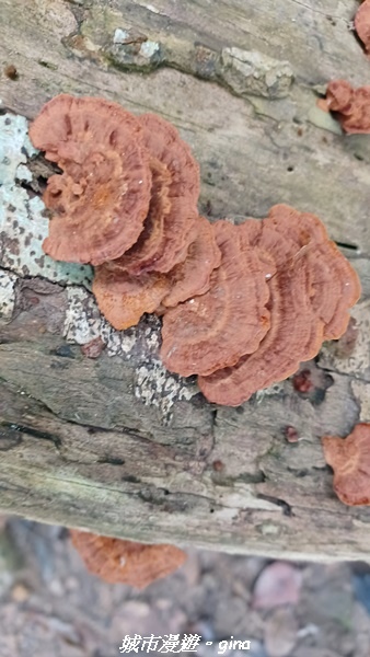 【台中和平】難得悠靜-谷關七雄-唐麻丹山步道