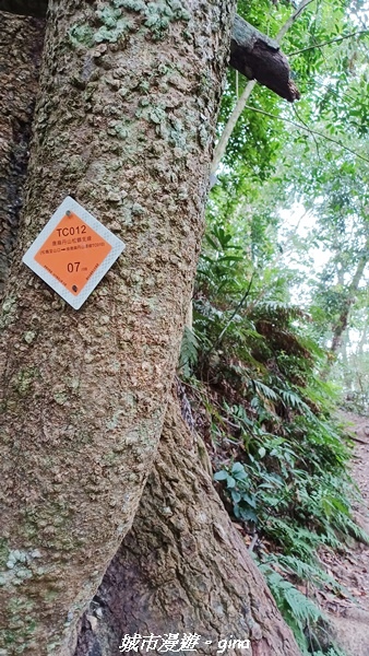 【台中和平】難得悠靜-谷關七雄-唐麻丹山步道