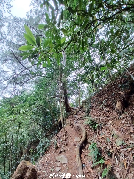 【台中和平】難得悠靜-谷關七雄-唐麻丹山步道