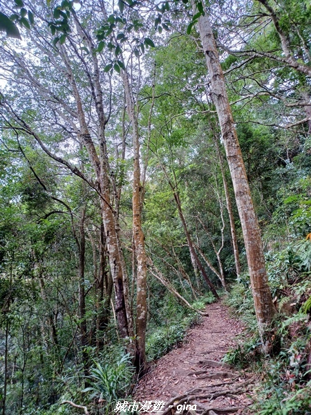 【台中和平】難得悠靜-谷關七雄-唐麻丹山步道