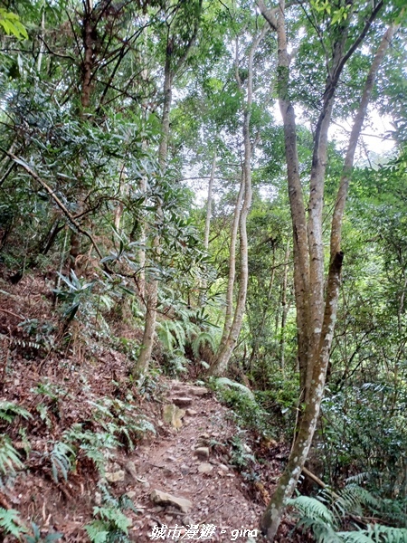 【台中和平】難得悠靜-谷關七雄-唐麻丹山步道