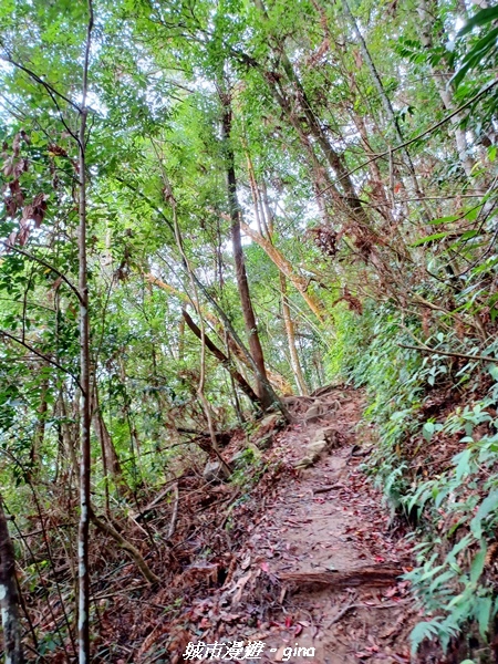 【台中和平】難得悠靜-谷關七雄-唐麻丹山步道